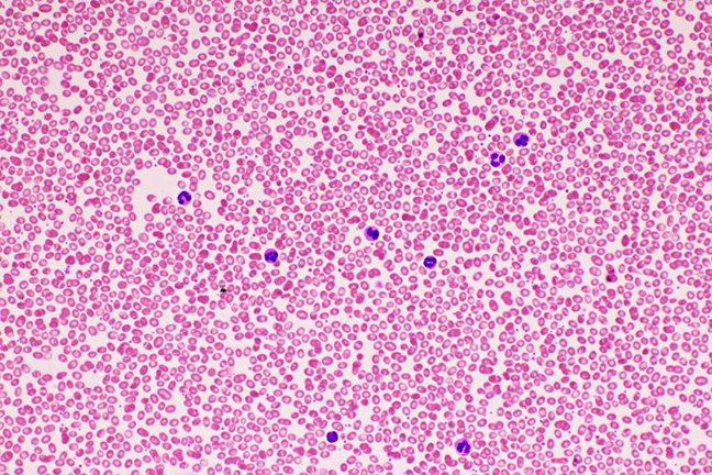 cell-characterization.jpg cell-characterization.jpg